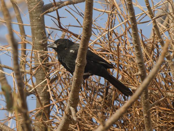 <h3><a href="/trips/gambia/biota/animalia/chordata/aves/040 passeriformes/114 ploceidae/bubalornis albirostris/bubalornis albirostris-nl.html">Bubalornis&nbsp;albirostris</a> / White‑billed&nbsp;buffalo&nbsp;weaver / Witsnavelbuffelwever</h3>OM-1 Mark II met OLYMPUS M.150-400mm F4.5, 1/2000 sec  bij F4.5, ISO 640, afstand 19.1&nbsp;m